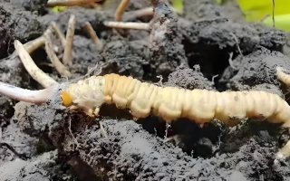 冬蟲夏草鮮草與干草的差異解析：不同形態(tài)，別樣價(jià)值
