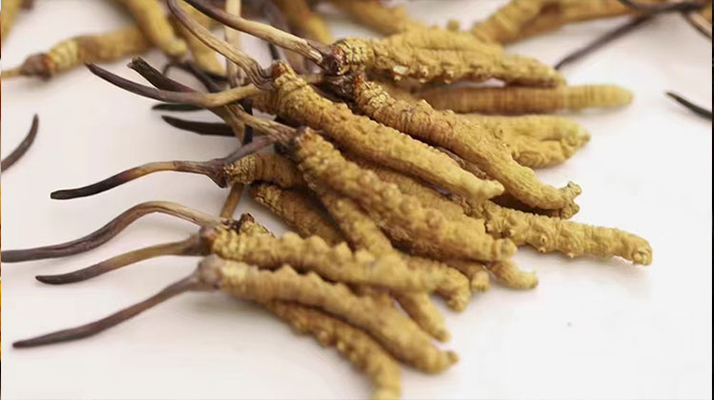 水溫決定營(yíng)養(yǎng)！冬蟲(chóng)夏草鮮草泡水溫度全解析?