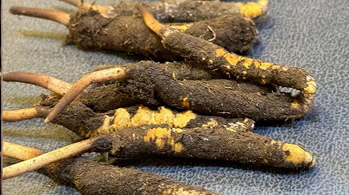 冬蟲夏草鮮草怎么吃？科學(xué)用量指南