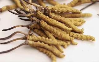 水溫決定營(yíng)養(yǎng)！冬蟲(chóng)夏草鮮草泡水溫度全解析?