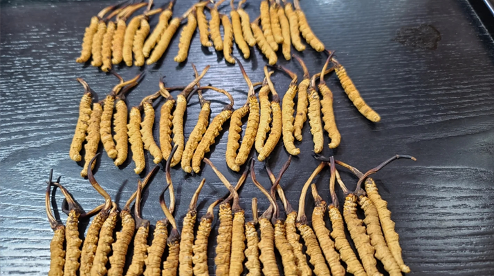 <a href=http://www.aikitbox.com/ target=_blank class=infotextkey><a href=http://www.aikitbox.com/s/nqcc/ target=_blank class=infotextkey>那曲冬蟲夏草</a></a>：鮮草與干草的多維差異? ? ? ?