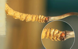 哪里能買到新鮮的冬蟲夏草？這幾個渠道要知道