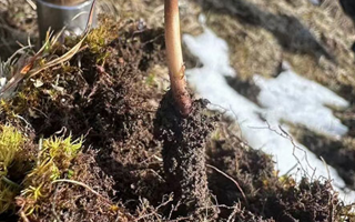 探秘純野生新鮮冬蟲(chóng)夏草：大自然的珍稀饋贈(zèng)