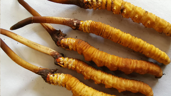 冰鮮<a href=http://www.aikitbox.com/jiage/ target=_blank class=infotextkey>冬蟲夏草價(jià)格</a>探秘：價(jià)值與市場因素的深度剖析