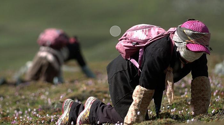 西藏<a href=http://www.aikitbox.com/xinxian/ target=_blank class=infotextkey>新<a href=http://www.aikitbox.com/xinxian/ target=_blank class=infotextkey>鮮冬蟲夏草</a></a>：雪域高原的神奇饋贈