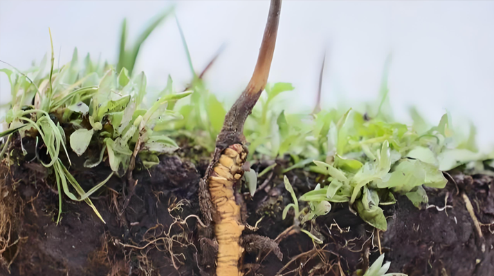 冬蟲夏草鮮草：鮮活的生命力，至臻的養(yǎng)生之選