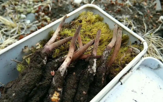 冬蟲夏草鮮草季：邂逅高原至寶，開啟健康滋養(yǎng)新體驗(yàn)