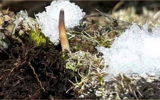 不要錯(cuò)過(guò)新鮮冬蟲夏草