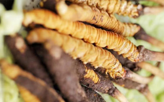 藏地新鮮冬蟲(chóng)夏草批發(fā)價(jià)：探尋高價(jià)值背后的市場(chǎng)邏輯