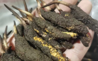 4月：新鮮冬蟲夏草批發(fā)正當(dāng)時