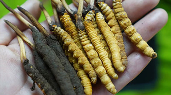 冬蟲夏草泡酒：鮮草入酒，鎖住精華的養(yǎng)生之道
