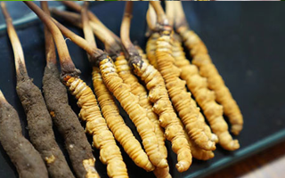 冬蟲夏草鮮草吃多久？科學(xué)食用周期與效果解析