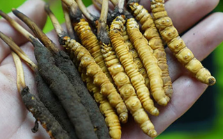 冬蟲夏草泡酒：鮮草入酒，鎖住精華的養(yǎng)生之道