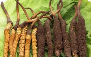 到哪里買新鮮的冬蟲夏草？三步辨真?zhèn)?，四大渠道安心?> </div>
            <div   id=