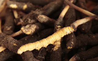 吃鮮冬蟲夏草會(huì)便秘嗎？科學(xué)解讀蟲草與腸道健康的微妙關(guān)系