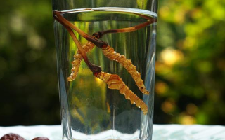 冬蟲夏草鮮草泡酒全攻略：泡出滋補(bǔ)佳釀