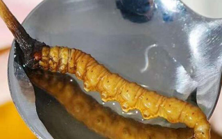 冬蟲夏草鮮草冷凍后這樣吃，營養(yǎng)不流失！