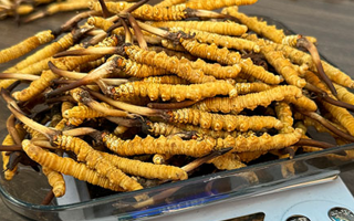 冬蟲(chóng)夏草鮮草的黃金食用期，你知道嗎？