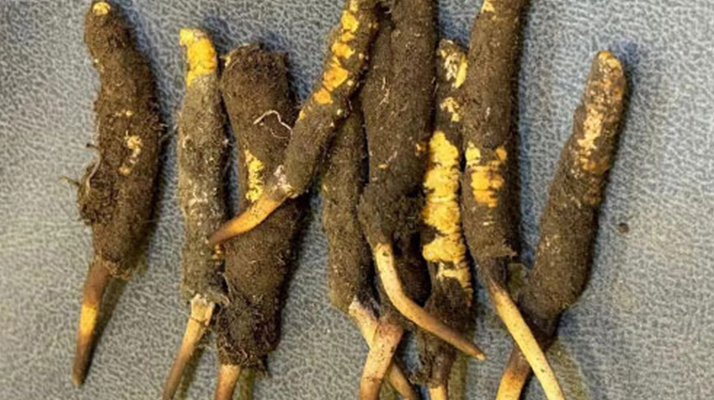 冬蟲(chóng)夏草鮮草的功效與美味做法