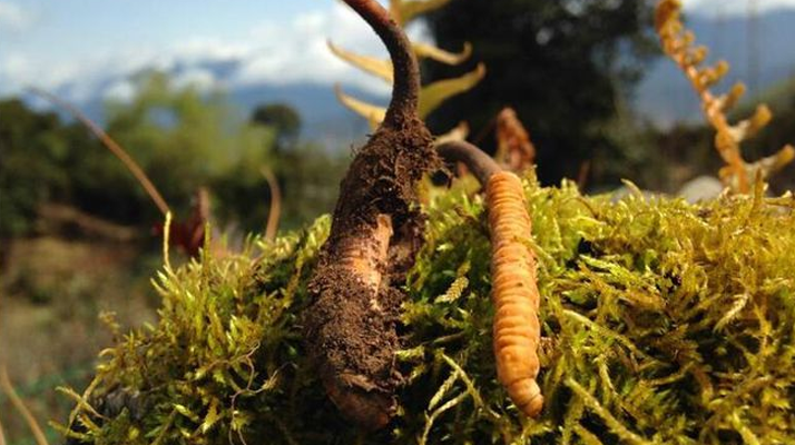 新鮮冬蟲夏草多少錢一斤？深度解析價格背后的奧秘