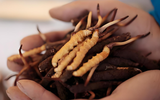 新鮮冬蟲(chóng)夏草能保存多久？科學(xué)保存指南來(lái)了