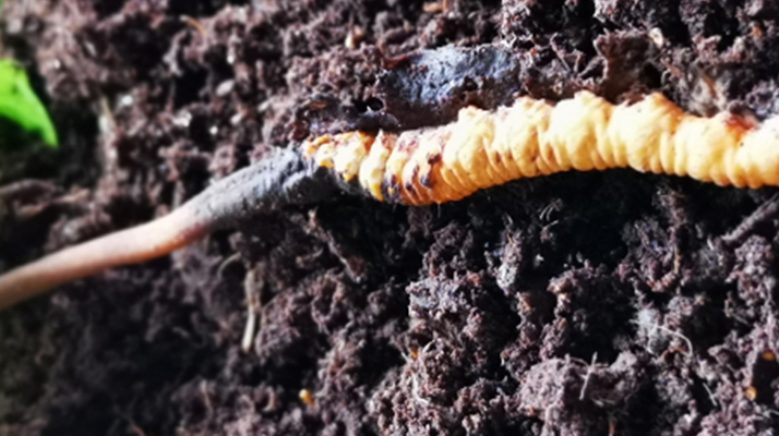 <a href=http://www.aikitbox.com/xinxian/ target=_blank class=infotextkey>新<a href=http://www.aikitbox.com/xinxian/ target=_blank class=infotextkey>鮮冬蟲夏草價格</a></a>解析