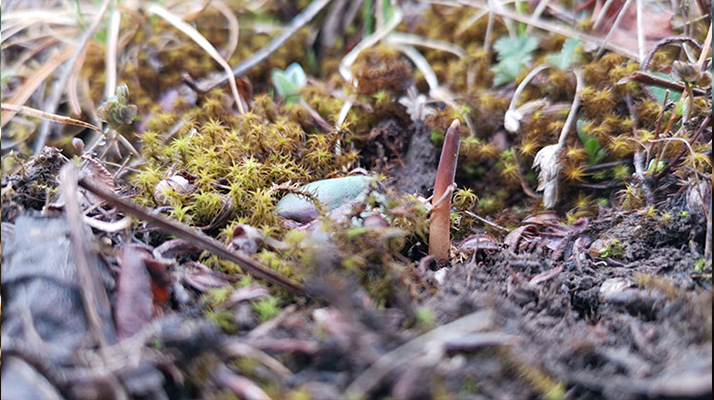鮮冬蟲(chóng)夏草辨別全攻略：識(shí)破真假，挑選優(yōu)質(zhì)好蟲(chóng)草? ? ? ?