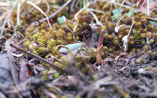 鮮冬蟲夏草辨別全攻略：識破真假，挑選優(yōu)質好蟲草? ? ? ?