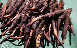 鮮冬蟲夏草可以泡水喝嗎？深度解析其飲用之道