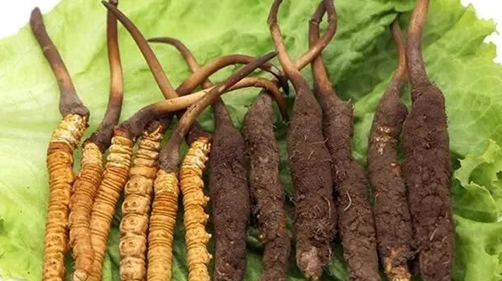 新鮮冬蟲(chóng)夏草能燉湯嗎？