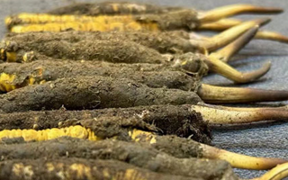 新鮮冬蟲(chóng)夏草吃幾克好？科學(xué)用量指南