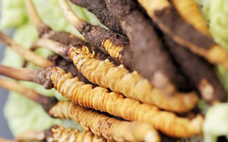 新鮮冬蟲夏草打包發(fā)貨全流程詳解：確保品質(zhì)與時(shí)效的關(guān)鍵