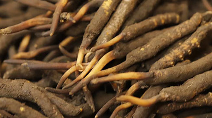 如何挑選<a href=http://www.aikitbox.com/xinxian/ target=_blank class=infotextkey>新<a href=http://www.aikitbox.com/xinxian/ target=_blank class=infotextkey>鮮冬蟲夏草</a></a>？掌握這幾個關鍵技巧