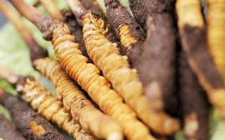 冬蟲夏草：干品與鮮品，誰更勝一籌？