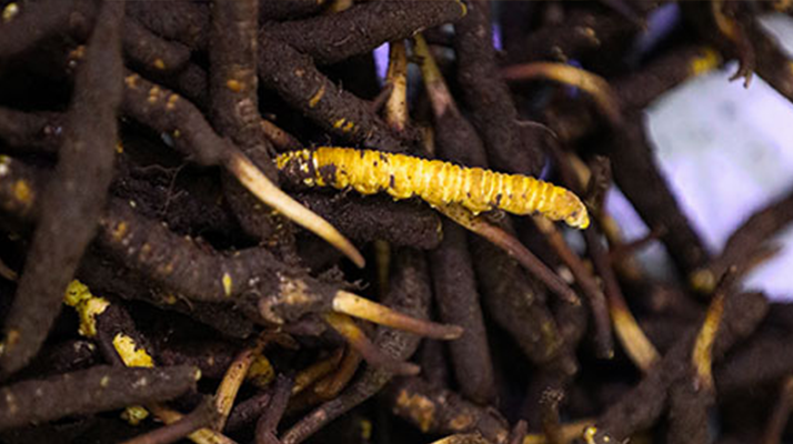 干鮮草<a href=http://www.aikitbox.com/jiage/ target=_blank class=infotextkey>冬蟲夏草價格</a>揭秘