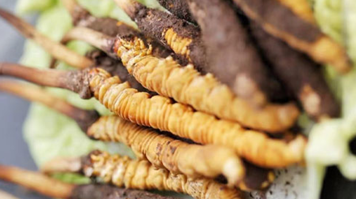 冬蟲(chóng)夏草鮮草可以生吃嗎？一文解讀食用真相