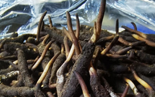 冬蟲(chóng)夏草鮮草能不能泡酒？科學(xué)解析與實(shí)用指南