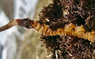 冬蟲夏草的多樣吃法，解鎖滋補新體驗