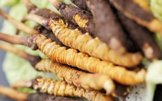冬蟲(chóng)夏草鮮草可以生吃嗎？一文解讀食用真相