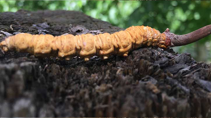 正宗野生<a href=http://www.aikitbox.com/jiage/ target=_blank class=infotextkey>蟲(chóng)草多少錢</a>一斤