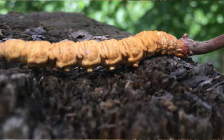 正宗野生蟲(chóng)草多少錢一斤