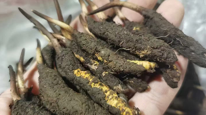 鮮冬蟲夏草急凍能放多久？科學(xué)保存全解析