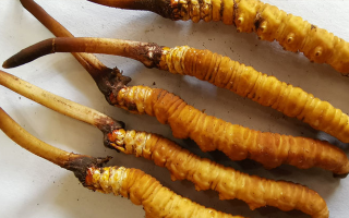 鮮冬蟲(chóng)夏草常溫能放多久？一文讀懂保存秘籍