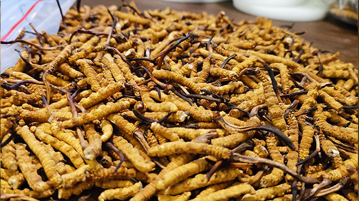 冬蟲夏草品質(zhì)價位表大全，一文掌握行情