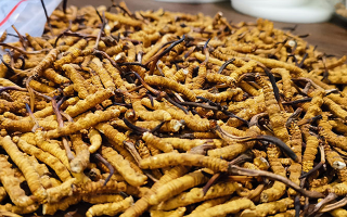 冬蟲(chóng)夏草品質(zhì)價(jià)位表大全，一文掌握行情