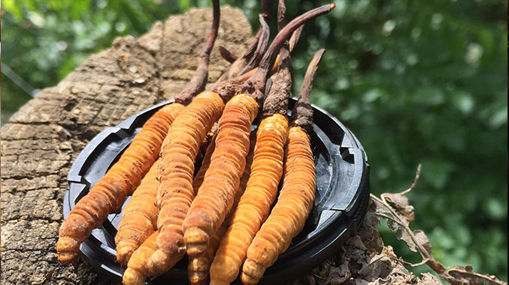 冬蟲夏草的產(chǎn)地有哪些地方？一文解鎖產(chǎn)地密碼