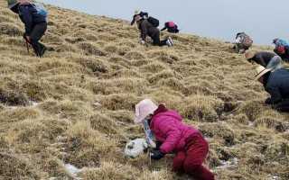 揭秘冬蟲夏草的黃金采摘季：時(shí)間、地域與品質(zhì)的微妙關(guān)系? ? ? ?