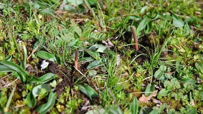 鮮冬蟲夏草的神奇功效：大自然的養(yǎng)生饋贈(zèng)? ? ? ?