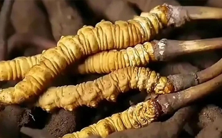 鮮冬蟲夏草怎么吃味道好？解鎖舌尖上的滋補(bǔ)盛宴