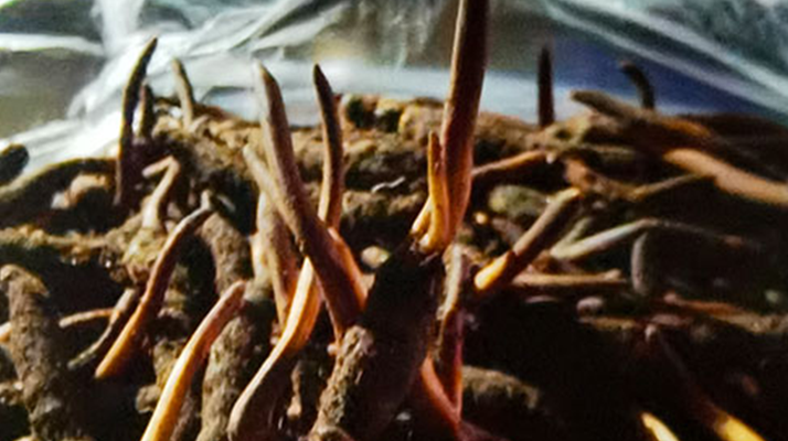 新鮮冬蟲夏草保存全攻略：鎖住營(yíng)養(yǎng)，延長(zhǎng)鮮味